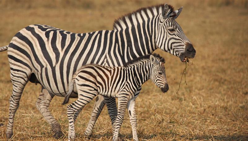 Le zebre e il loro mondo a strisce Le zebre e il loro mondo a strisce